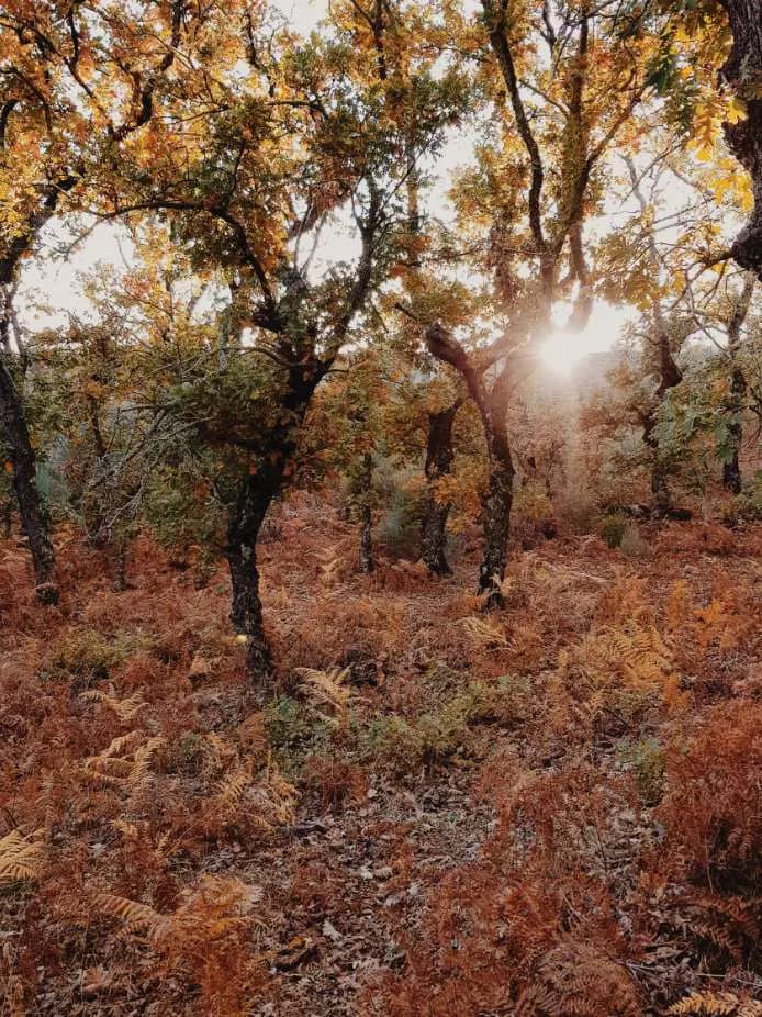 Low sun through cork oaks over russet bracken in autumn